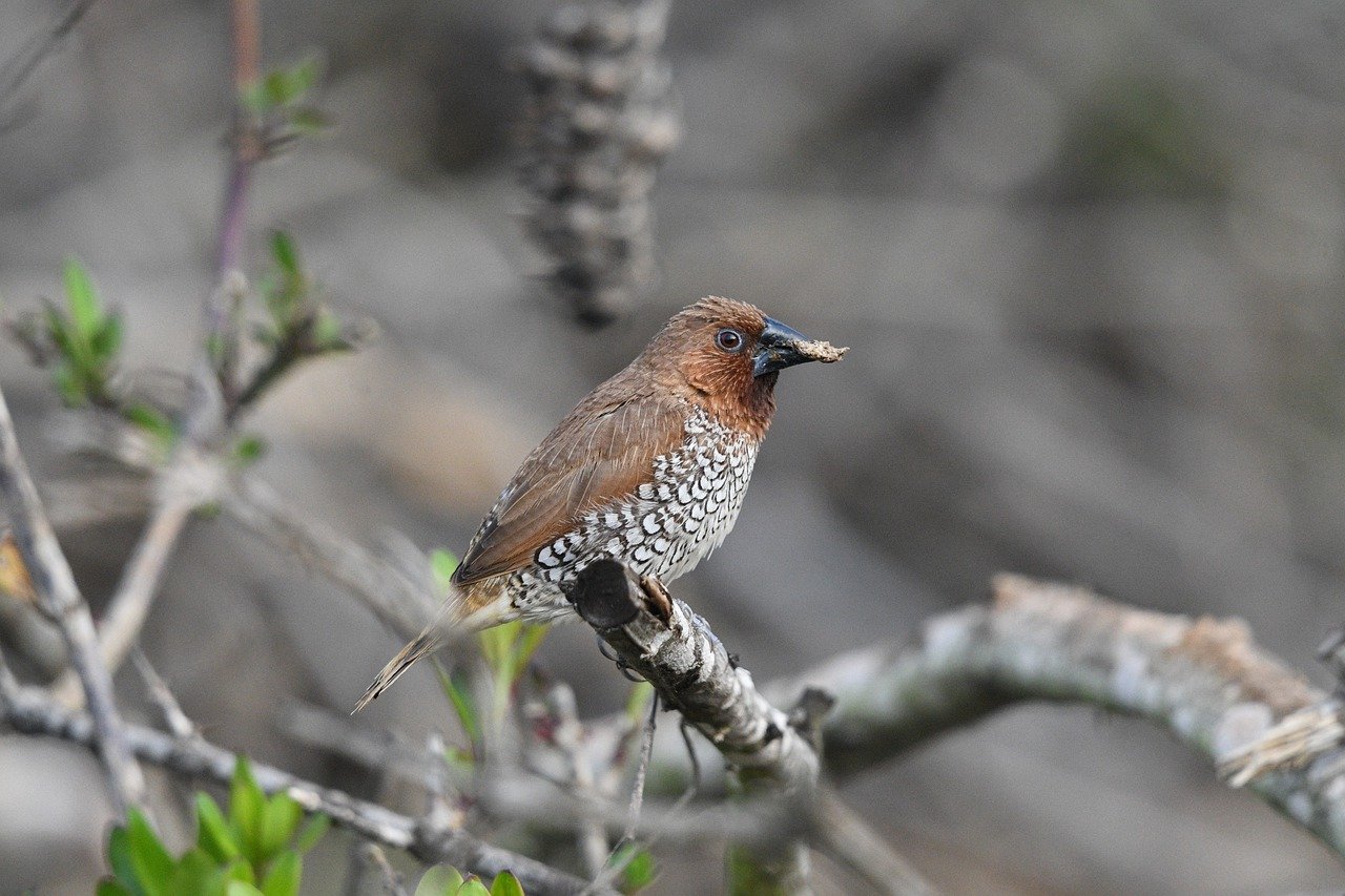 How Rapid Urbanisation Is Affecting Bird Species